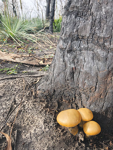 01-Burnt-bushland-reserve-returns