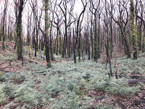 Bushfire recovery
