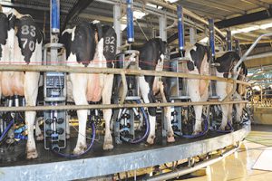 Flexible rates for struggling dairy farmers