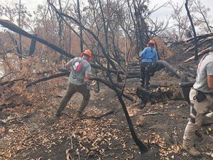Help needed for bushfire recovery in the Hills
