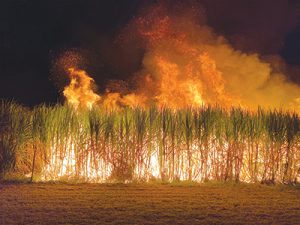Festival off to a  roaring start