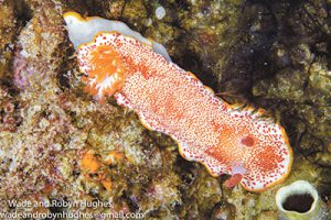 Sea life takes hold