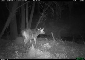 Feral deer population growing