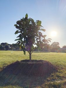 Building an urban forest together