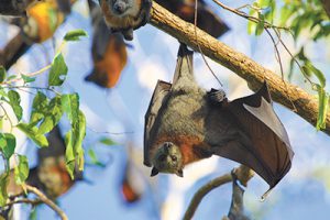 Canopy sprinklers control flying-foxes