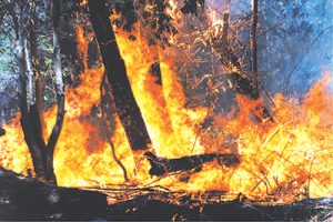 Disaster relief a mouse click away