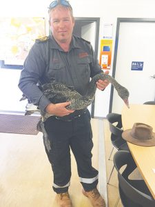 Rangers wrangle wayward swans