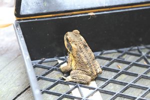 Cane toad hitch hiker