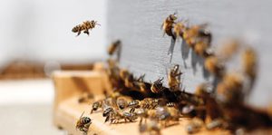 Supporting bees in greenspaces