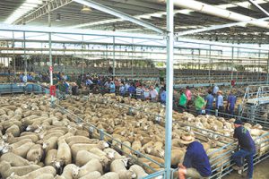 High-tech saleyards lead the way