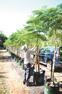 Increasing tree canopy with confidence
