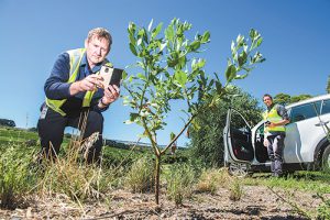Zapping weeds with technology
