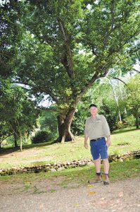 Champion trees