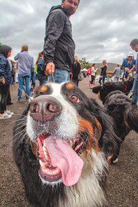 Puppies boost social profile