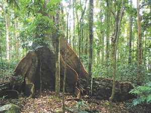 Biodiversity through the roof