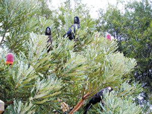 Protecting the roost