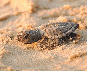 Mapping technology protects local turtles