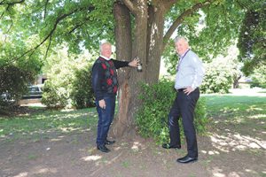 Urban forests get smart
