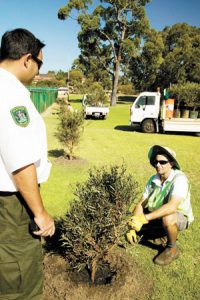 Planting out to deter graffiti vandals