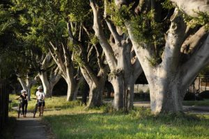 City of trees picture perfect