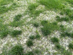Transitioning perennial ryegrass out of couch
