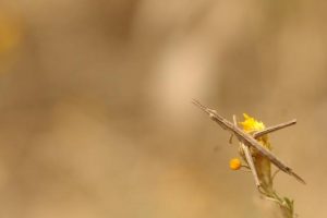 Grasshopper numbers to jump