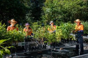 Tree planting increases