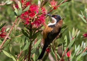 Birds count in Hornsby