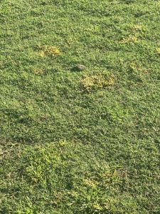 Treating the weed proliferation