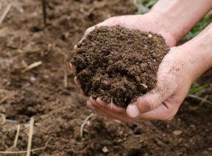 Green matter becomes resource