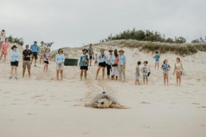 Turtle tracking in Queensland