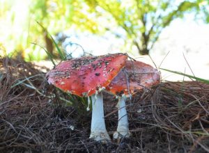 Orange mushrooms prove an attraction
