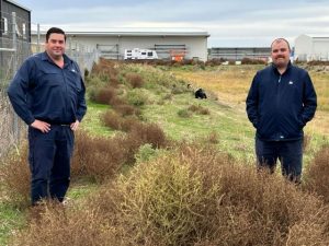 Wandering goats a stormwater wonder