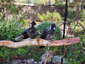 Keep Perth’s Carnaby’s cockatoos flying
