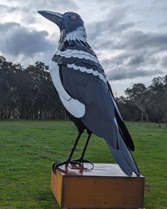 Big magpie swoops in