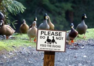 Don’t feed the ducks