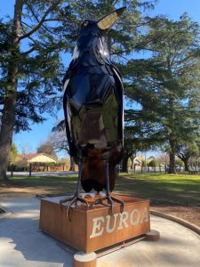 Giant magpie swoops in
