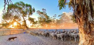 Drought for the Coorong