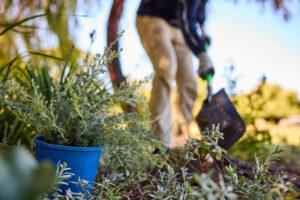 City thrives during winter planting