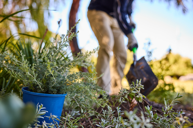 City thrives during winter planting