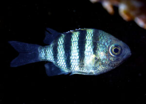 Safe haven for sea creatures