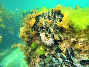 Erosion reef wins awards