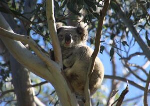 Redlands Koala population stable